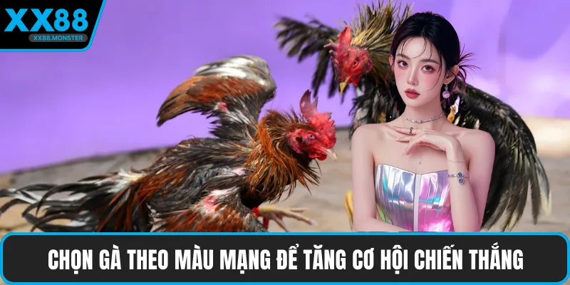 Chọn gà theo màu mạng để tăng cơ hội chiến thắng