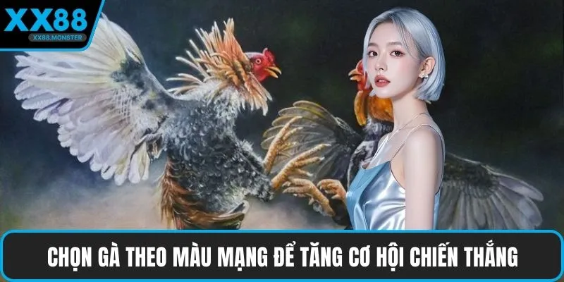 Chọn gà theo màu mạng để tăng cơ hội chiến thắng