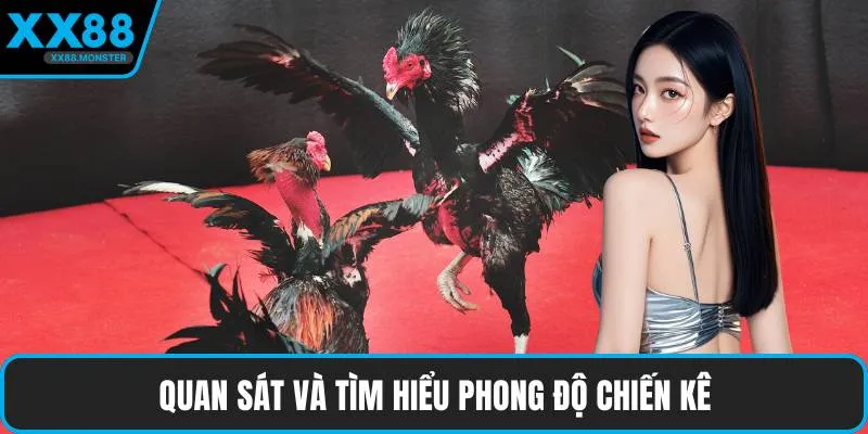 Quan sát và tìm hiểu phong độ chiến kê