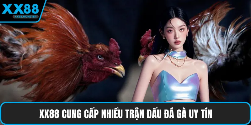 XX88 cung cấp nhiều trận đấu đá gà uy tín